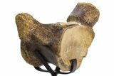 Huge, Fossil Mosasaur (Tylosaurus) Vertebra With Stand - Texas #316016-2
